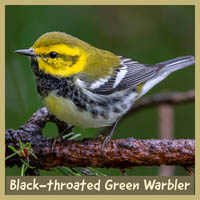 Black-throated Green Warbler